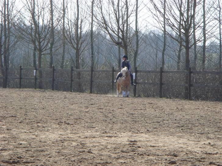 Welsh Mountain (sec A)  Blanding, Flicka - Jeg rider Flicka :-) Rigmor skulle prøve Sandie :-) billede 4