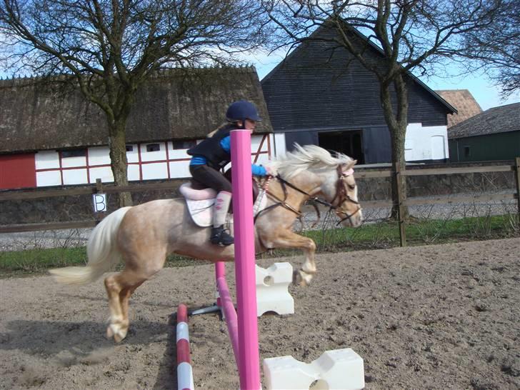 Welsh Mountain (sec A)  Blanding, Flicka - Rigmor & Flicka billede 5