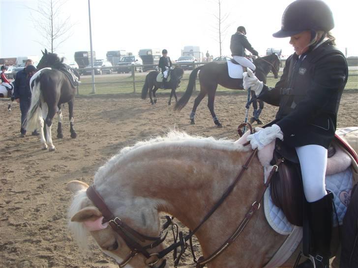 Welsh Mountain (sec A)  Blanding, Flicka - Rigmor og Flicka til stævne på opvarmningsbanen :-P billede 6