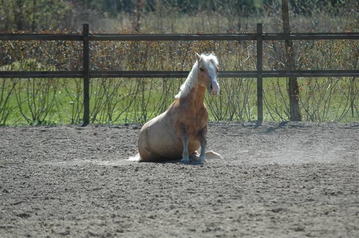 Welsh Mountain (sec A)  Blanding, Flicka - Er hun ikke nuttet? billede 8