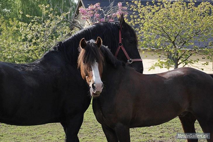 Welsh Pony af Cob-type (sec C) Rhoswen Gideon B-pony - Laura Bogut© billede 8