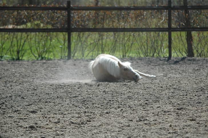 Welsh Mountain (sec A)  Blanding, Flicka billede 9