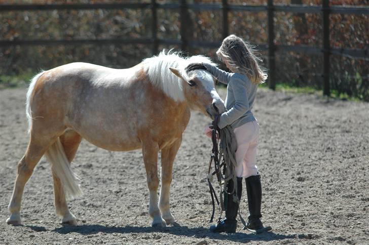 Welsh Mountain (sec A)  Blanding, Flicka billede 11