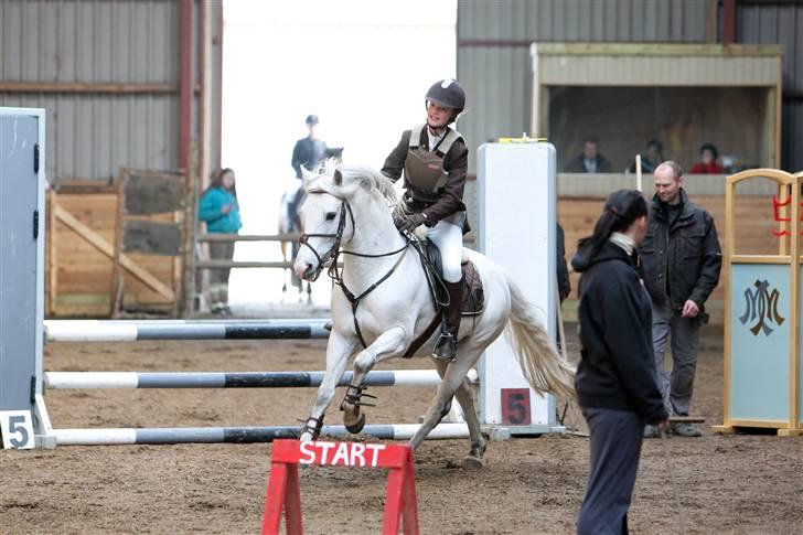 New Forest Firfod Firspring billede 9