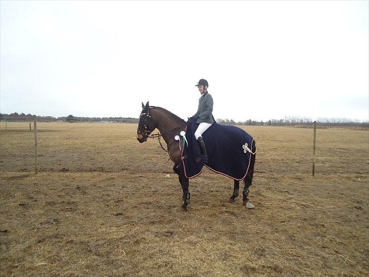 Hollandsk Varmblod KWPN Wichita - 2. plads i LC og 3. plads i LB (vores første LB)  billede 7