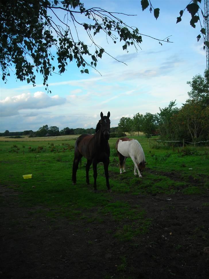 Hollandsk Varmblod KWPN Wichita - På fold billede 8