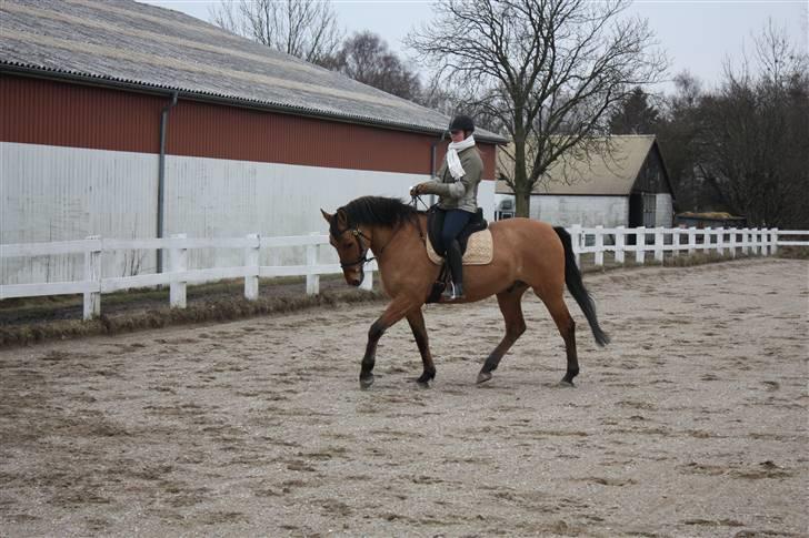 Anden særlig race Callime (Død 2010) - Vinterridt uden for. Marts 2009 på Stenberggård billede 16
