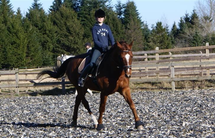 Anden særlig race May Carnation - Rebecca Faurskov rider may, April 2009. Foto: Rebecca Bay billede 20