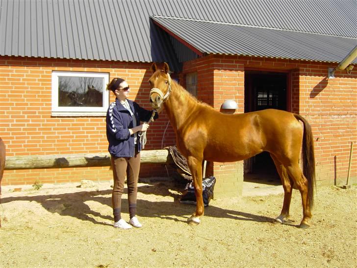 Welsh Cob (sec D) Waardhoeve's ilona *LÅNTE* - Jeg elsker den pony <3! billede 3