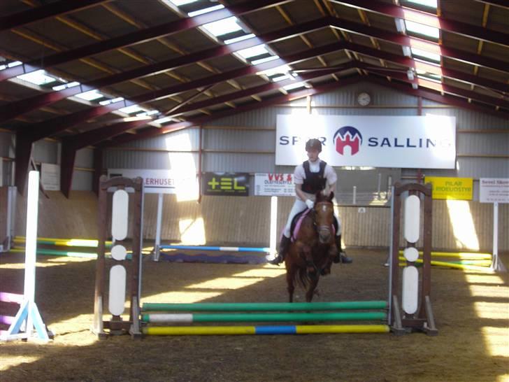 Welsh Cob (sec D) Waardhoeve's ilona *LÅNTE* - Malene og maggie til stævne i sevel d. 18. april -le spring billede 4