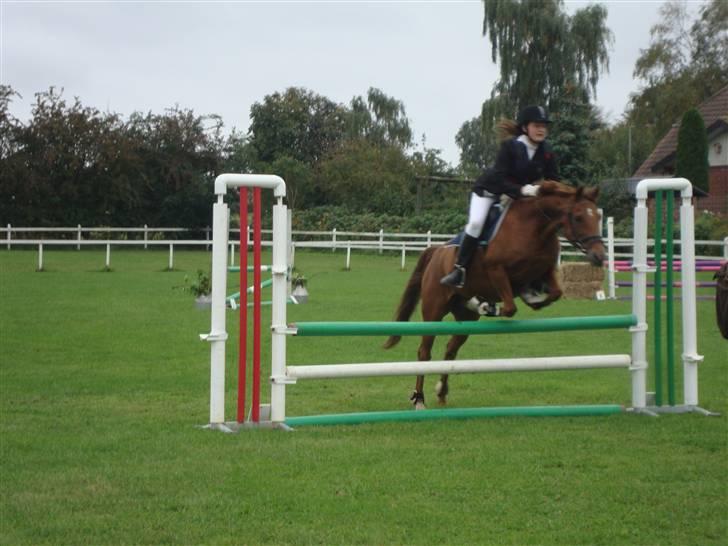 Welsh Cob (sec D) Waardhoeve's ilona *LÅNTE* - i sevel :) billede 5