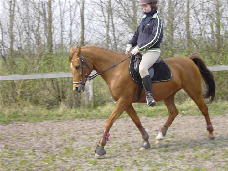 Welsh Cob (sec D) Waardhoeve's ilona *LÅNTE* - marie og maggie - dressur billede 6