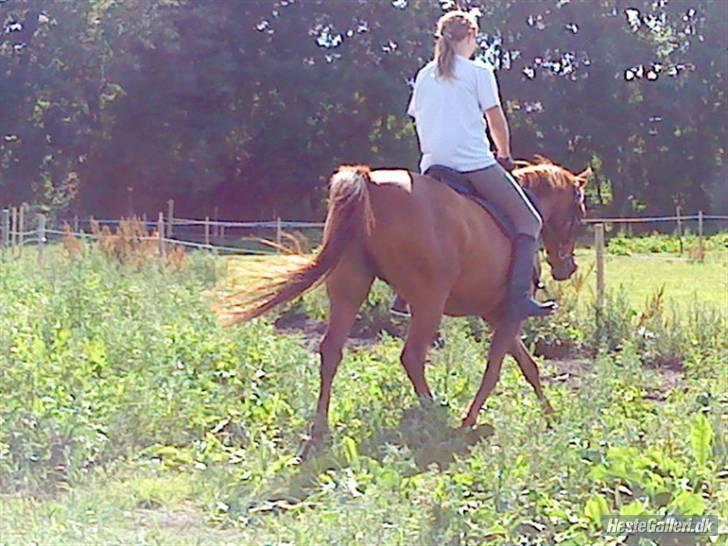 Welsh Cob (sec D) Waardhoeve's ilona *LÅNTE* - træning d. 28 juli :D <3 billede 7