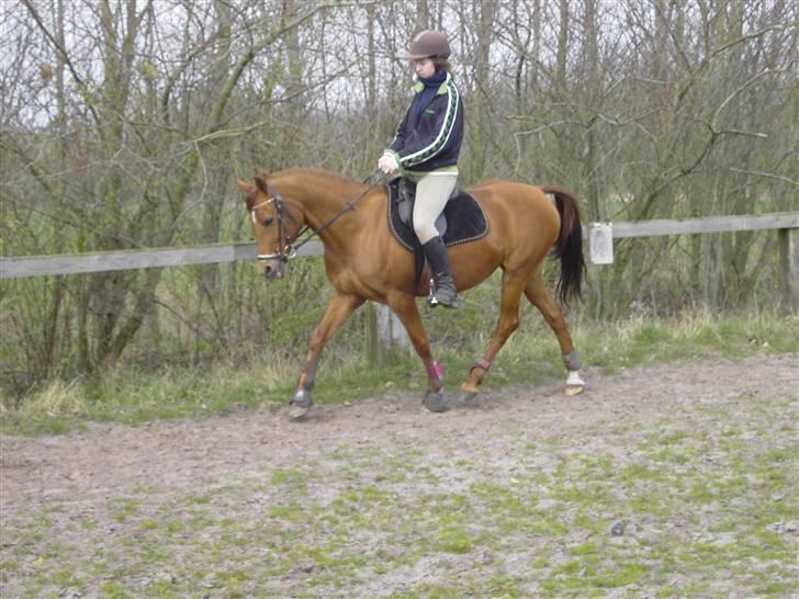 Welsh Cob (sec D) Waardhoeve's ilona *LÅNTE* - marie rider dressur :)  billede 8