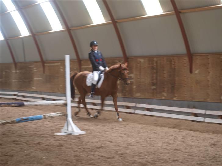 Welsh Cob (sec D) Waardhoeve's ilona *LÅNTE* - klar til at springe:) lige inden vi skulle ind på banen :o) billede 9