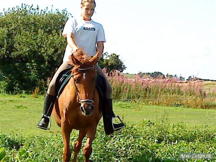 Welsh Cob (sec D) Waardhoeve's ilona *LÅNTE* - d. 28 juli :)   -kender mine fejl og er igang med at rette dem :D billede 10