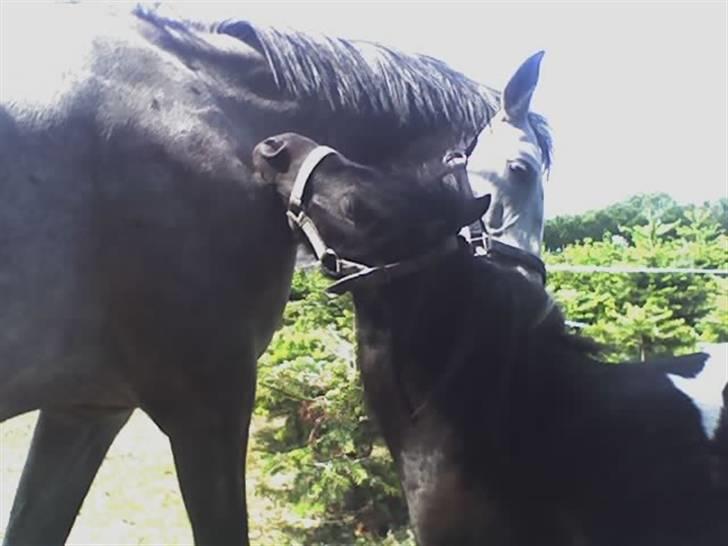 Sportsaraber (A) Attika billede 8