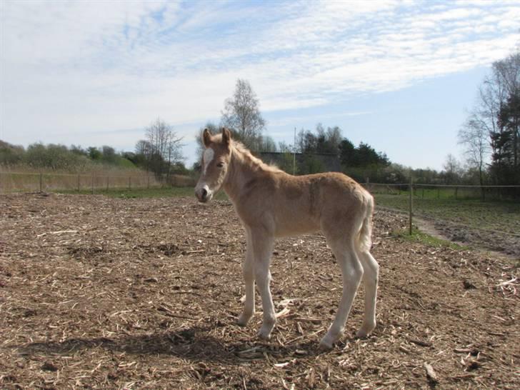 Tyroler Haflinger Walando  billede 7