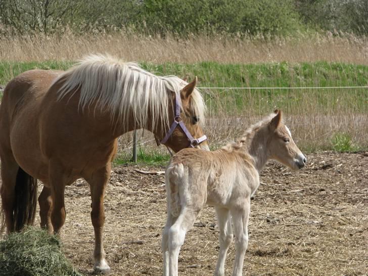 Tyroler Haflinger Walando  billede 8