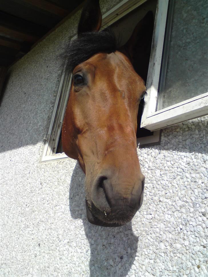 Dansk Varmblod Gørklintgårds Oliena - Olle kan godt lide sit vindue xD billede 14