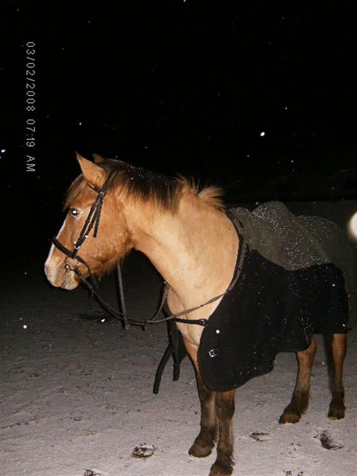 Anden særlig race Kashmir  - I Vinters Da Vi Havde Redet. Elsker Dig Bamse billede 19