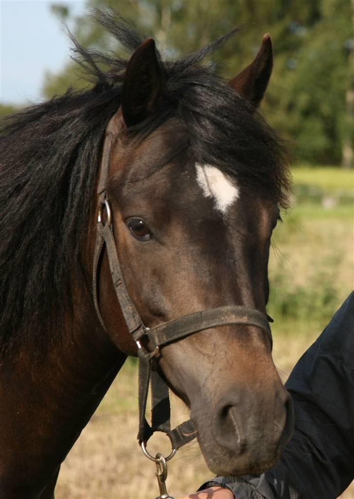 New Forest Bjernagergårds Mischa - Hoved billede billede 11