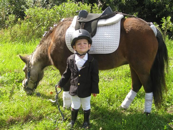 Shetlænder Lotte billede 14