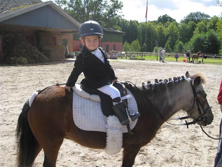 Shetlænder Lotte billede 15