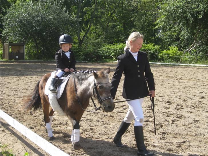 Shetlænder Lotte - Alexander & Lotte Dronninglund 2009 billede 16