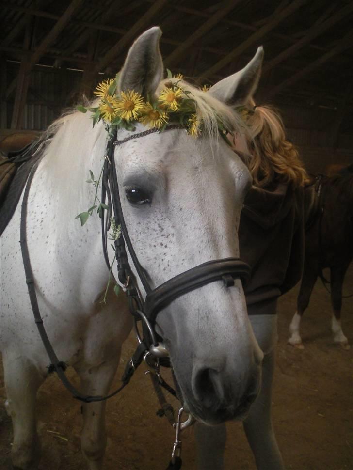 Shagya Araber (SH) Kivalo Esterhazy - Cheval billede 20