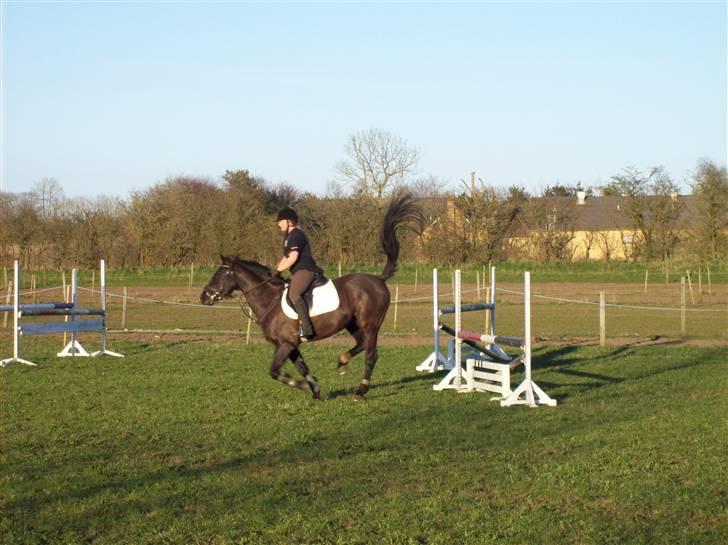 Anden særlig race Phyrus billede 20