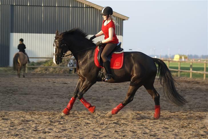 Dansk Varmblod Malue Åbo billede 16