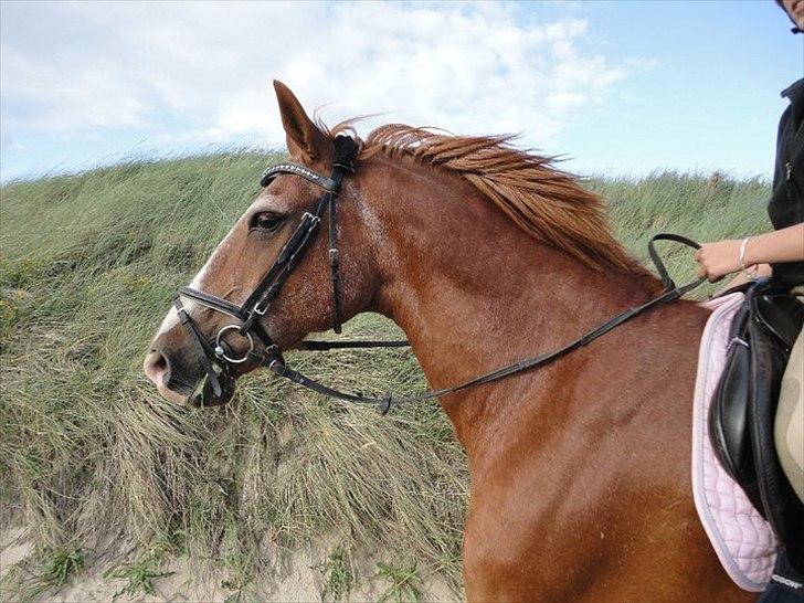 Anden særlig race Valentin - Velkommen til Valentins profil!<3 billede 1