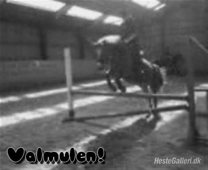 Anden særlig race Valentin - Valmulen kan springe!<33 Vi har sprunget 95(; undskyld kvaliteten /; billede 2