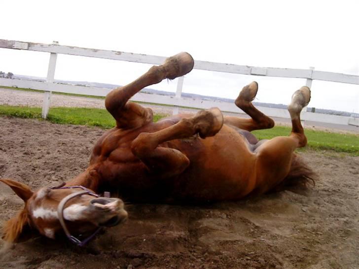 Anden særlig race Valentin - Bassen du bliver så beskidt! <3 billede 3