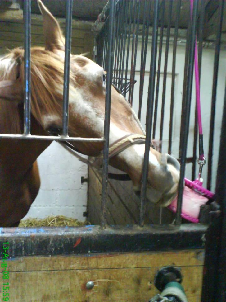 Anden særlig race Valentin - mmm.. billede 4