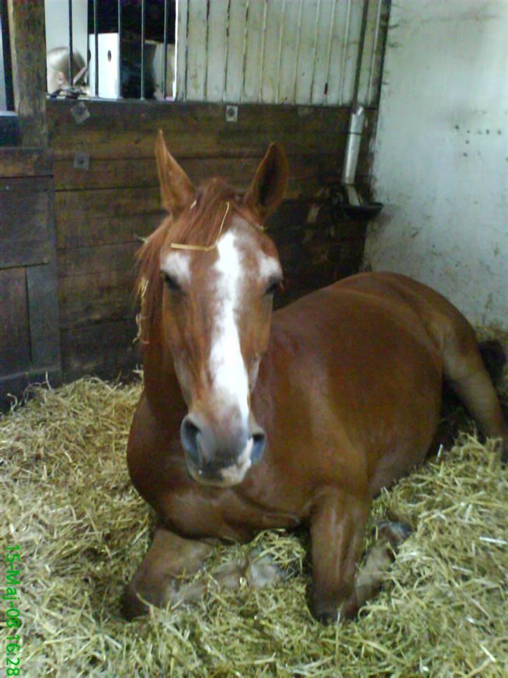 Anden særlig race Valentin - Blev lige lidt træt!(; billede 5