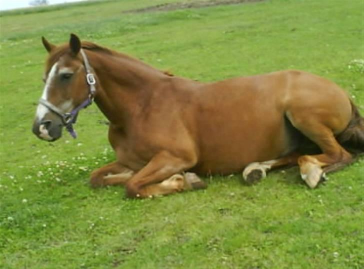 Anden særlig race Valentin - Er du træt Vabs?;D billede 7