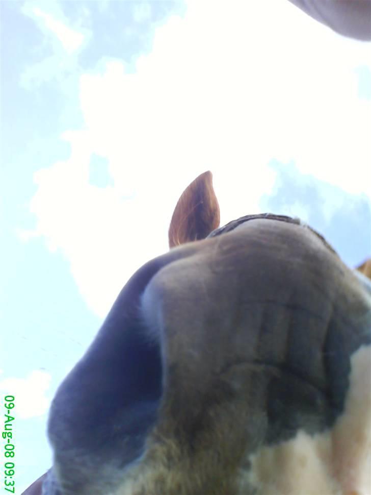 Anden særlig race Valentin - mmm.. en bussemand!<33 billede 8