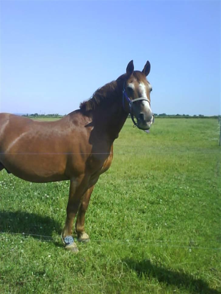 Anden særlig race Valentin - You are my one and only!;) billede 9