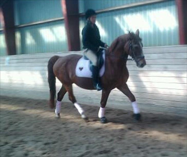 Anden særlig race Valentin - LoveYou!<3 billede 10