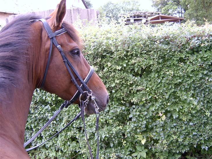 Holstener Corona - Connie i baghaven billede 1