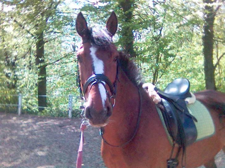 Holstener Corona - Connie i longen på ABR billede 2