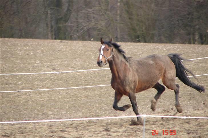 Holstener Corona - Juhuuuu masser af mudder og fuld skrue billede 3