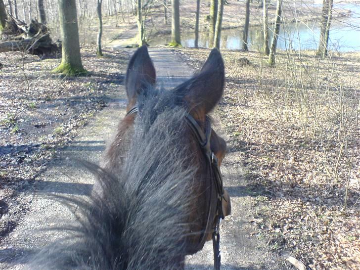 Holstener Corona - Farlig sø forude billede 4