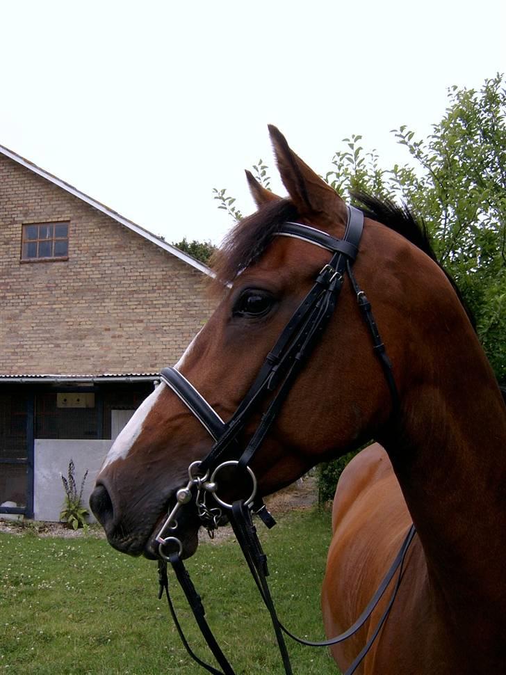 Holstener Corona - Kan da godt posere for fortografen billede 5