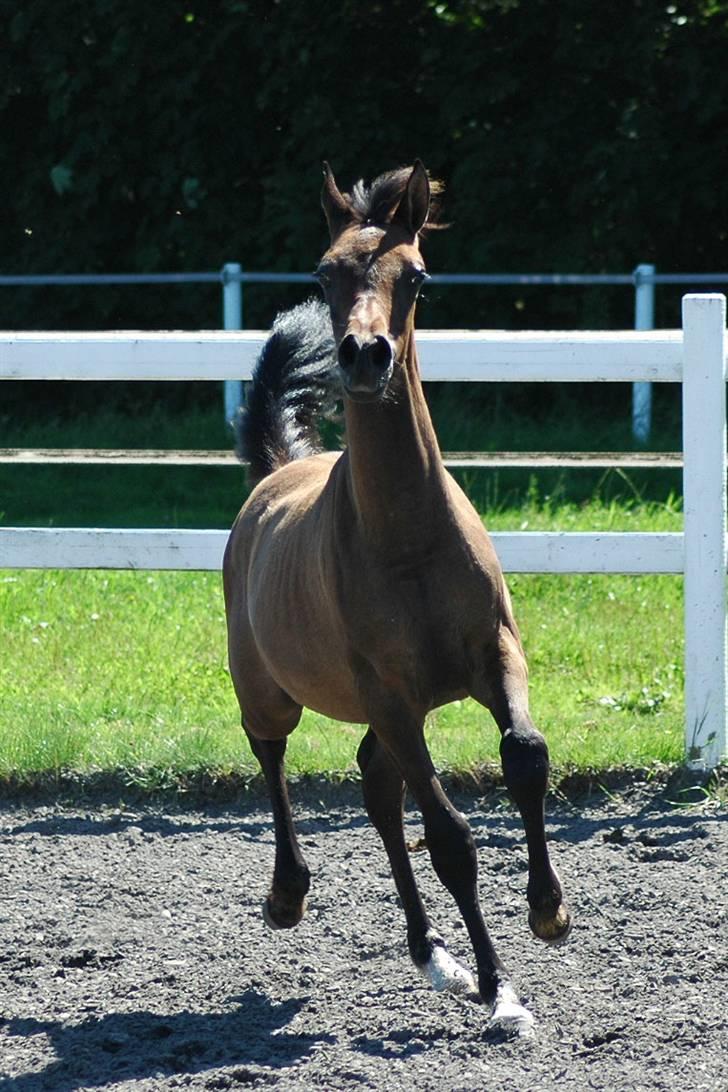 Arabisk fuldblod (OX) Chamiliuz - Sommer 2008...fotograf: Carina Fjordside billede 5