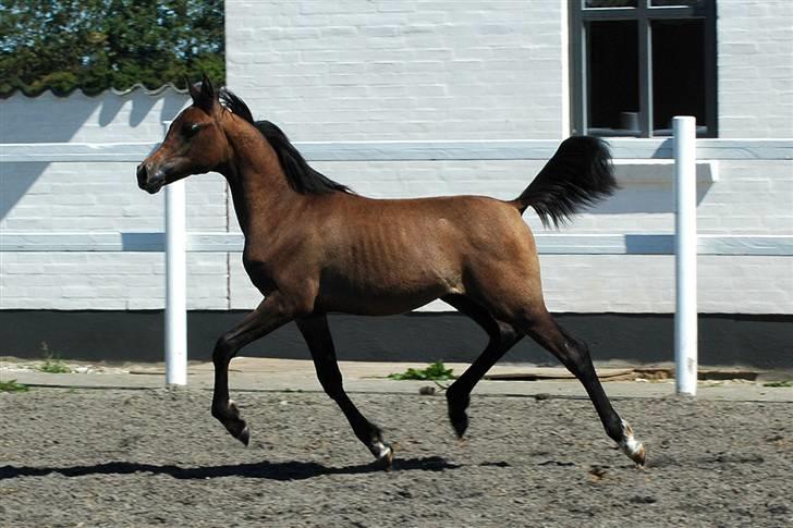 Arabisk fuldblod (OX) Chamiliuz - Sommer 2008...fotograf: Carina Fjordside billede 6