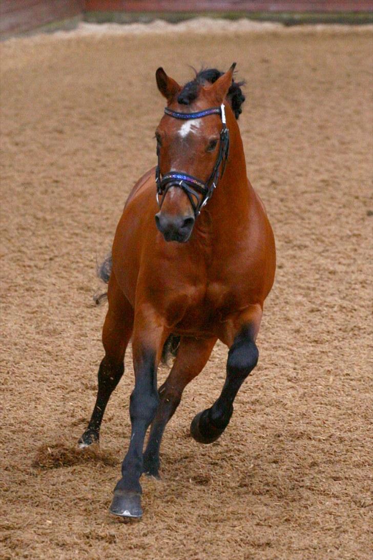 New Forest Horsemosens Navarone NFHR 92 - viborg hingstedag.Taget af: Camilla Rosenlund billede 3