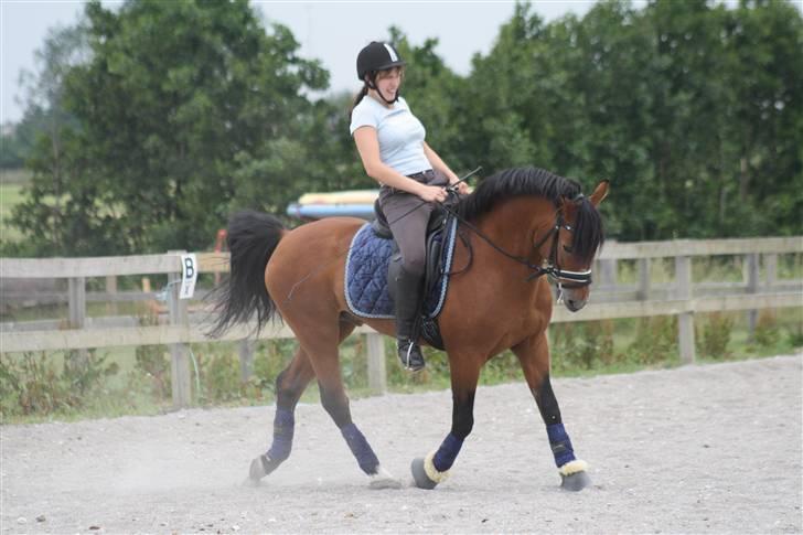 New Forest Horsemosens Navarone NFHR 92 - Træning taget af CAmilla Rosenlund billede 5